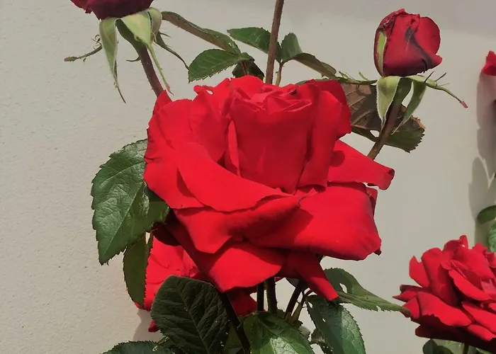 Chez Monique Bed & Breakfast